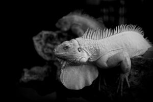 水虫を防ぐ靴の消毒方法とは？