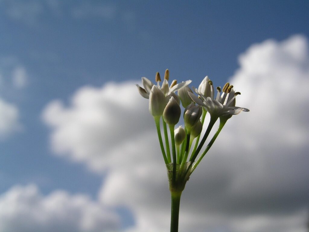 ミョウバンを使った足湯の効果とは何ですか？