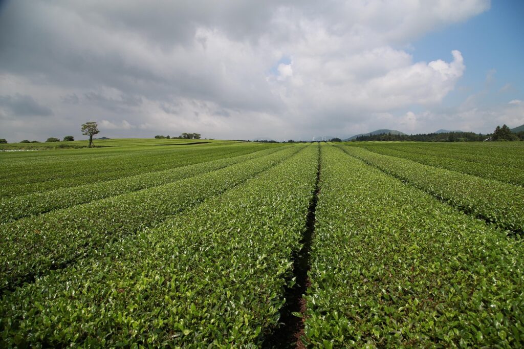 緑茶足湯の消臭効果は本当にあるのか？