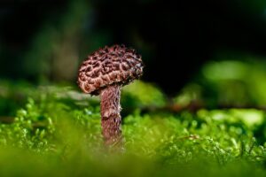 足指の間の菌対策にはどんな方法が効果的ですか？