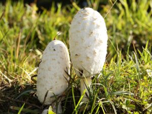 足の臭いに抗真菌薬は必要なのか？